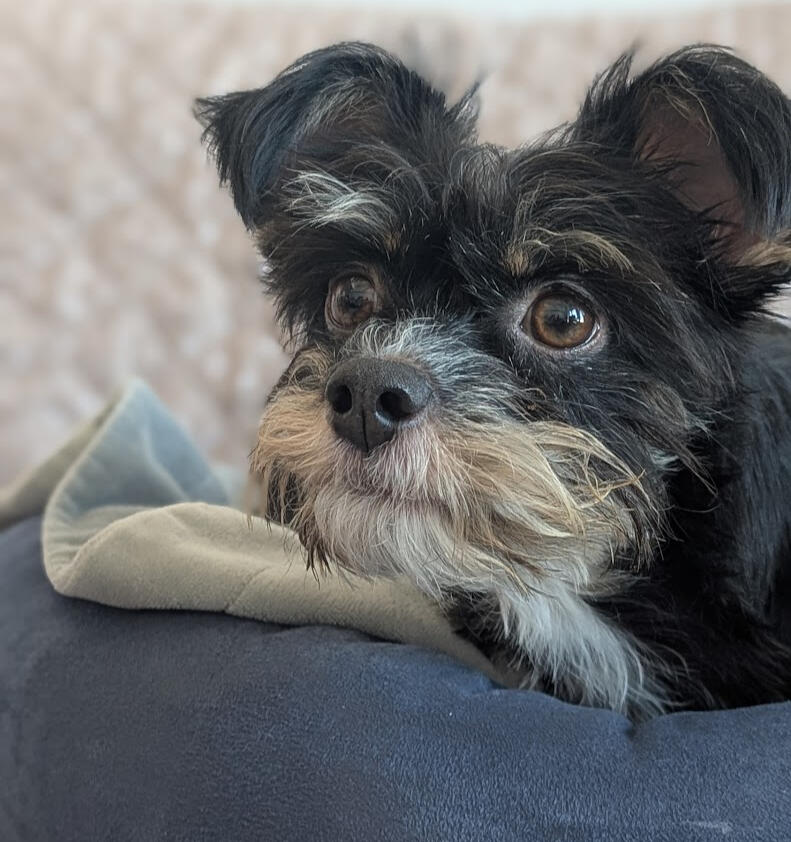 A black terrier mix dog laying on a blue cushion looking up at the camera.